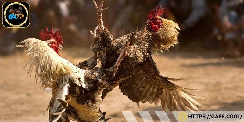 Những hình thức đặt cược chính