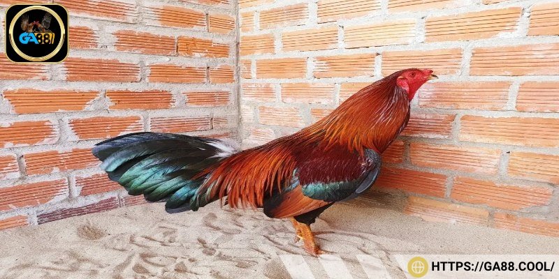 Mỏ dòng gà Asil là công cụ chiến đấu chính của chúng