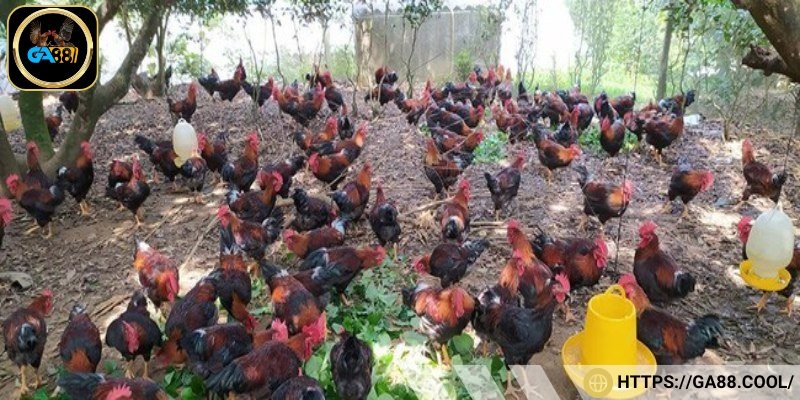 Để gà tránh nắng có bóng râm