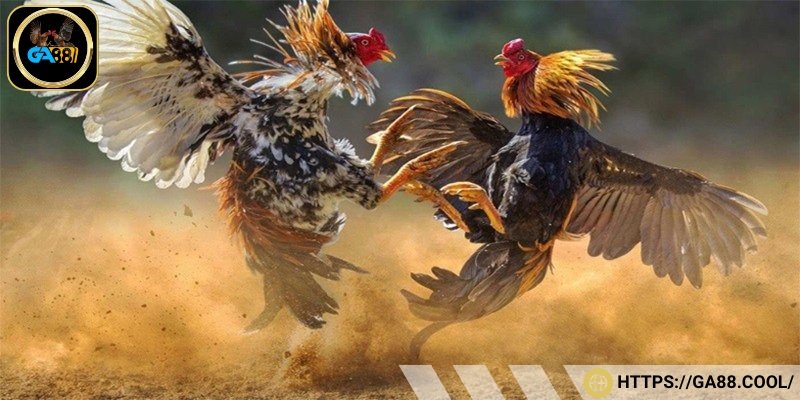 Đá gà đòn Thái Lan mang màu sắc của trò chơi đá gà truyền thống