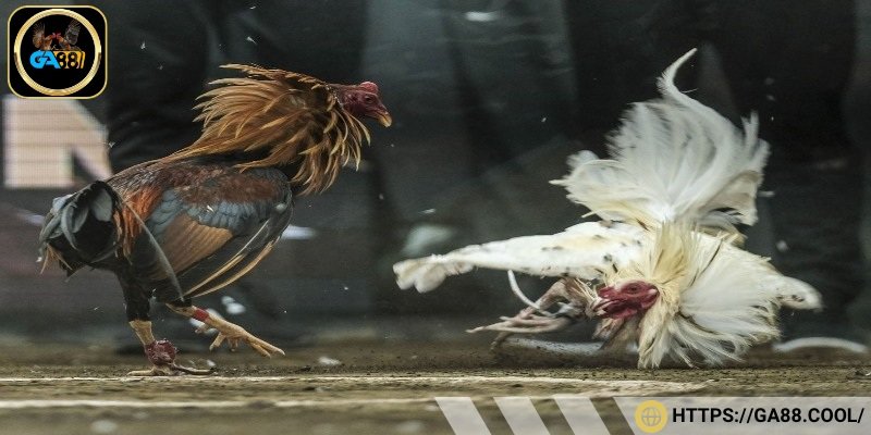 Gà mang vảy hiếm không chỉ đá hay mà còn sở hữu khả năng quan sát tốt