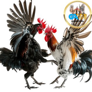 đá gà tại ga88